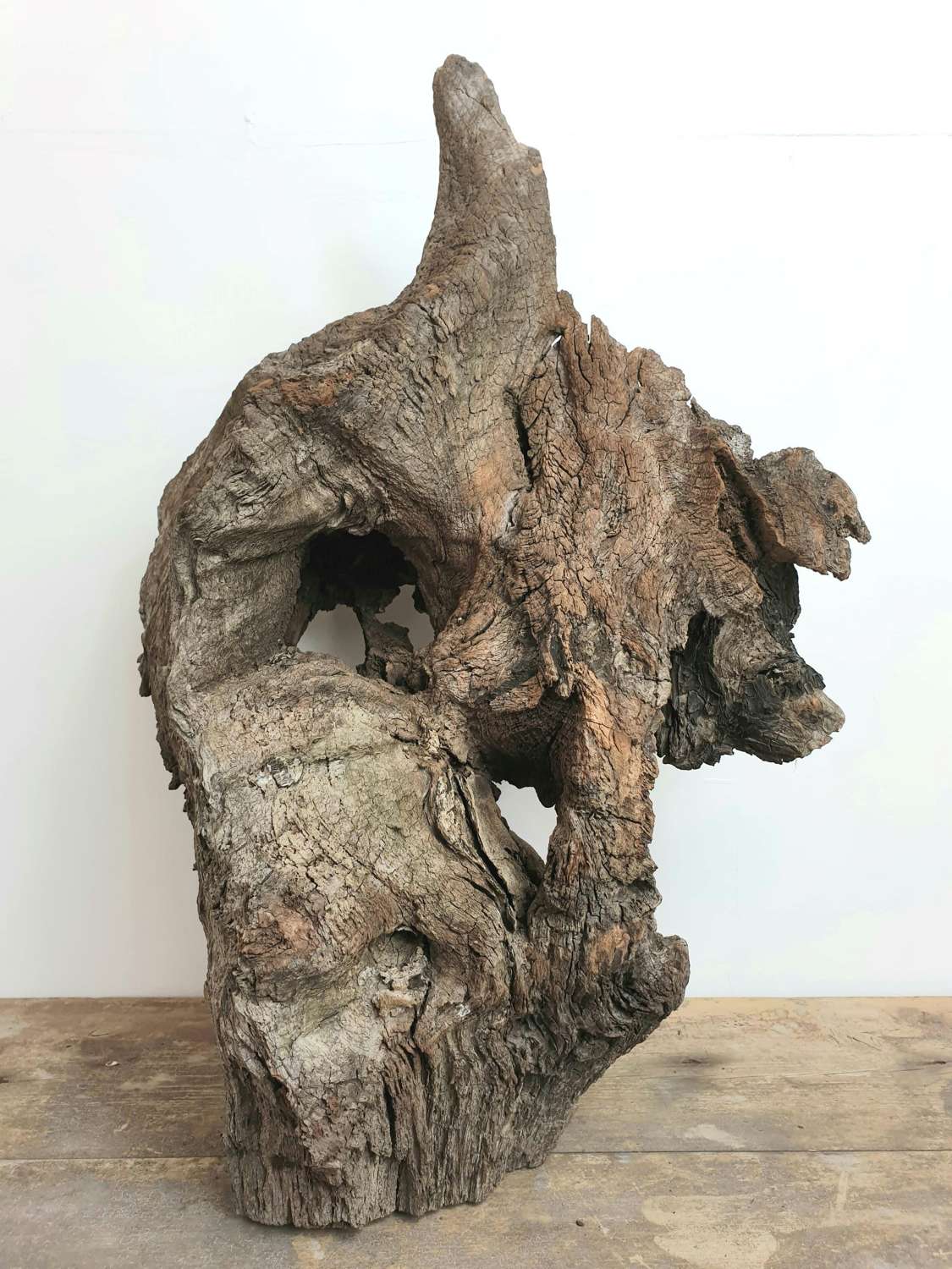 Free Standing Ancient Welsh Oak Root